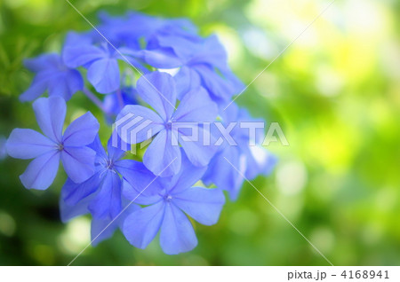 ルリマツリ 4168941