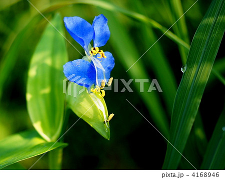 ツユクサ 4168946