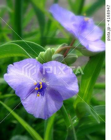 ムラサキツユクサ（紫） 4168947