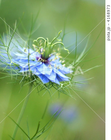 ニゲラ:黒種草(八重) ニゲラ:黒種草(八重) 4168973