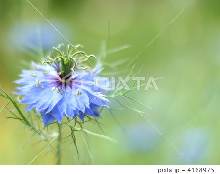 ニゲラ:黒種草(八重) ニゲラ:黒種草(八重) 4168975