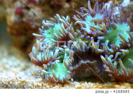 珊瑚（トランペットコーラル） 4168985