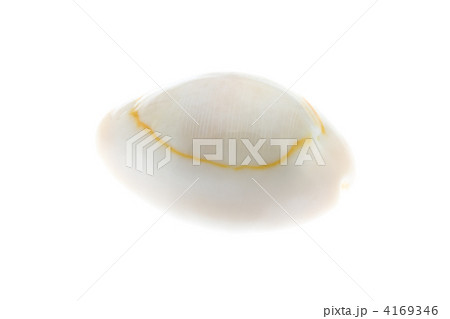 ハナビラダカラ 4169346