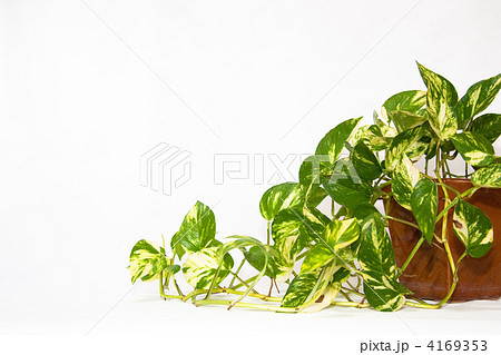 ポトス 4169353