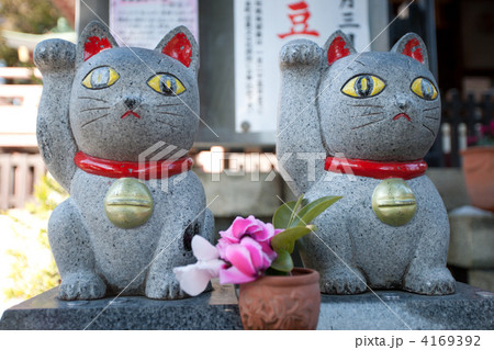 今戸神社招き猫の写真素材