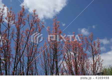 新葉の紅葉 新葉の紅葉 4169498