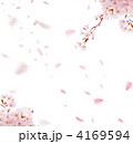 桜 4169594