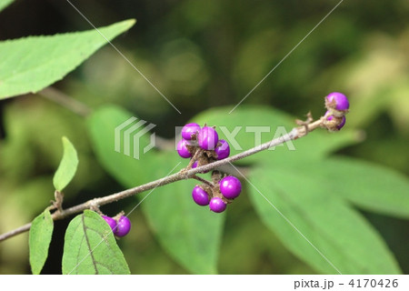 ヤブムラサキ果実 4170426