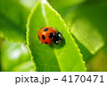 ハート型模様のてんとうむし 4170471