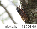 アブラゼミ 4170549