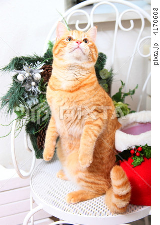 茶トラ猫のクリスマス 4170608