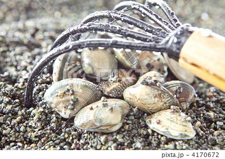 潮干狩り 4170672