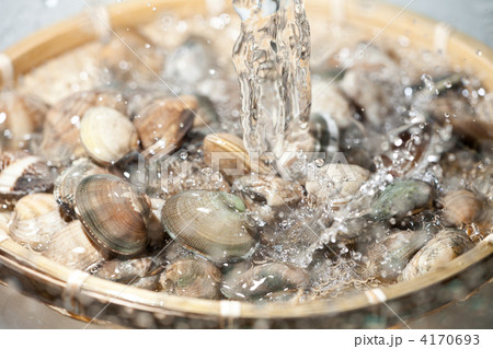 浅利を洗う 4170693