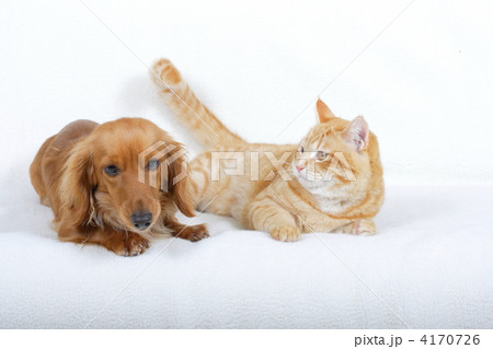 仲良しミニチュアダックスと茶トラ猫 4170726