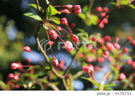 ハナカイドウ蕾 4170751