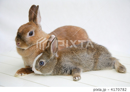 仲良しミニウサギとネザーランドラビット 仲良しミニウサギとネザーランドラビット 4170782