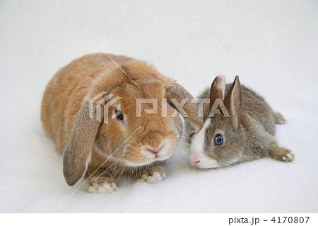 仲良しミニウサギとロップイヤーラビット 4170807