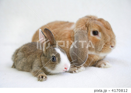 仲良しミニウサギとロップイヤーラビット 4170812