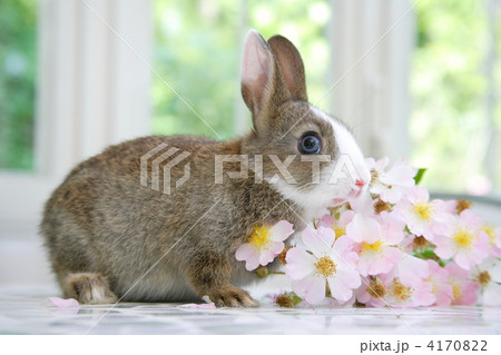 野バラとミニウサギ 野バラとミニウサギ 4170822