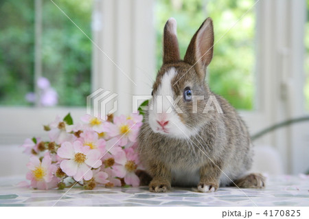 野バラとミニウサギ 4170825