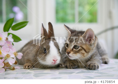 仲良し子猫とミニウサギの写真素材