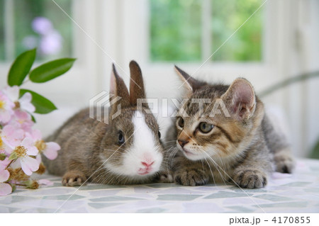 仲良し子猫とミニウサギの写真素材