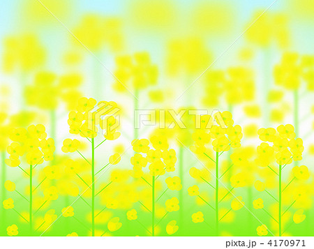 菜の花畑 菜の花 アブラナのイラスト素材