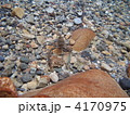 テナガエビ 4170975