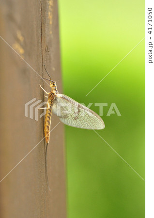 モンカゲロウのダン 4171050