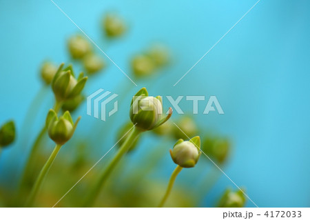 梅鉢草 梅鉢草 4172033