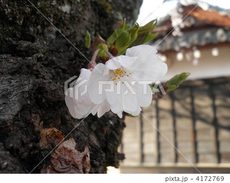 郡山城の桜 4172769