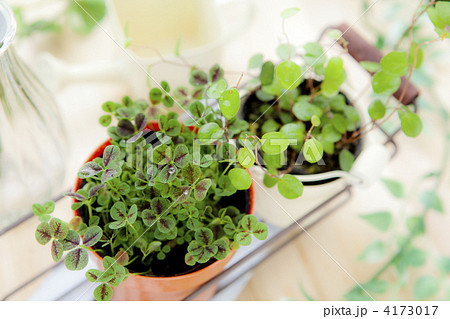 クローバー 4173017