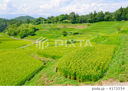長野県飯田市　よこね田んぼ 4173554