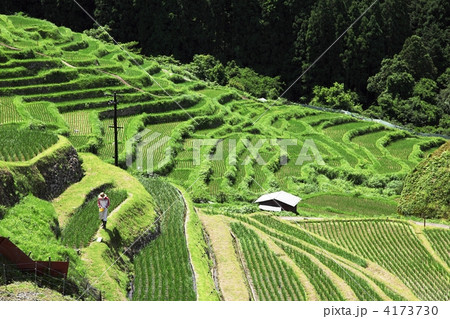 丸山千枚田 丸山千枚田 4173730