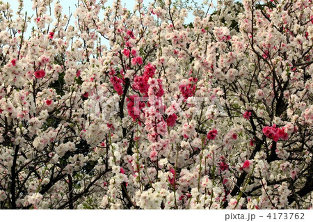 源平桃の満開 4173762