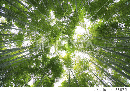見上げた竹林風景 4173876