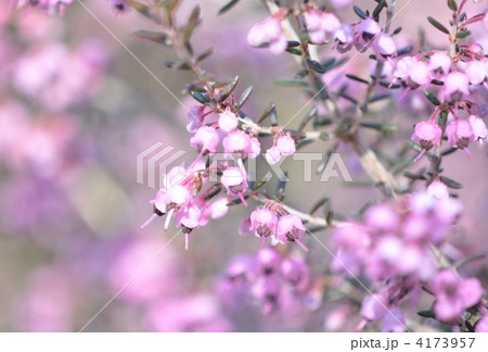 ジャノメエリカ 4173957