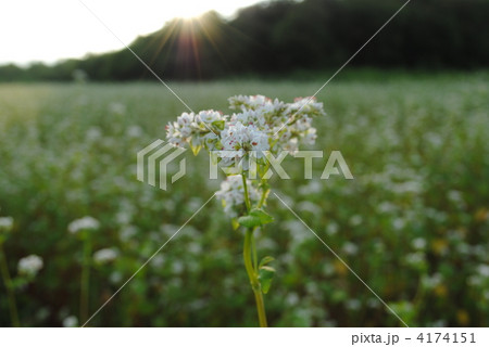 農村の風景―蕎麦の花(1)― 農村の風景―蕎麦の花(1)― 4174151