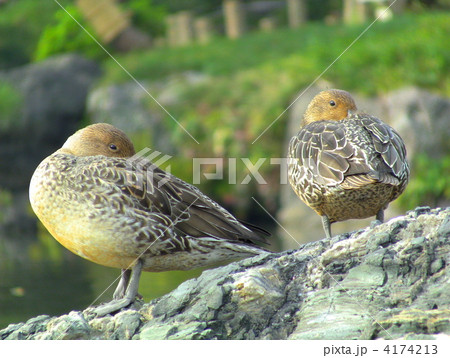オナガガモ 4174213