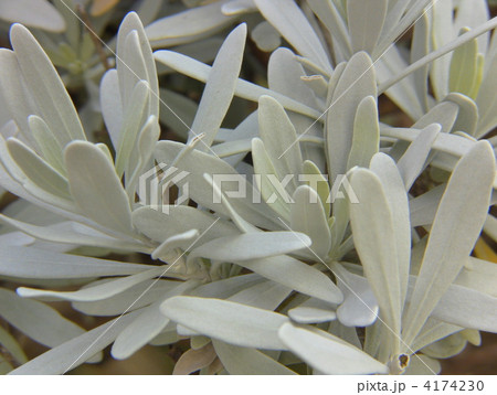 モクビャッコウ 4174230