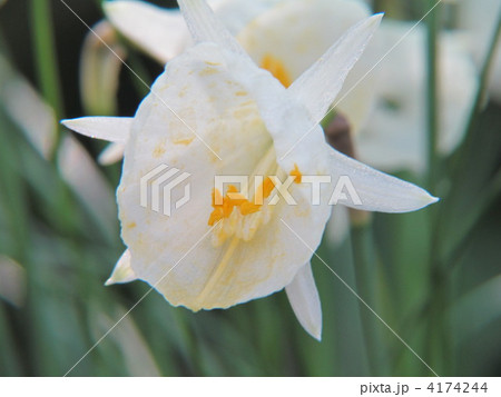 ナルキサス　ロミエウキシー アルビドゥス フォリオスス 4174244