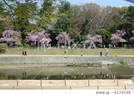 京都 賀茂川 半木の道 桜 京都 賀茂川 半木の道 桜 4174248