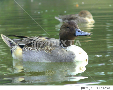 オナガガモ 4174258