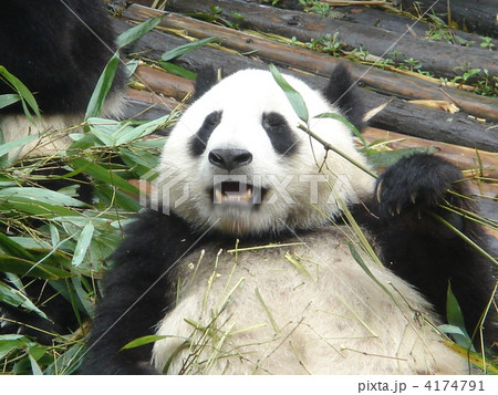 中国 成都パンダセンター 中国 成都パンダセンター 4174791