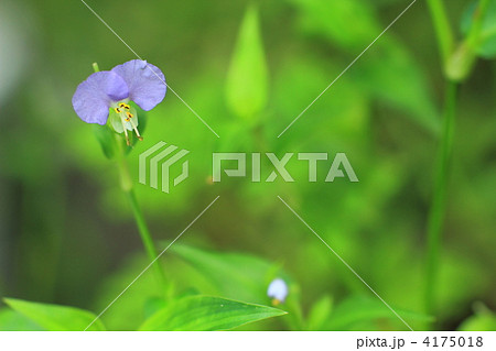紫色の露草 紫色の露草 4175018
