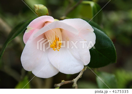 椿 椿 4175335