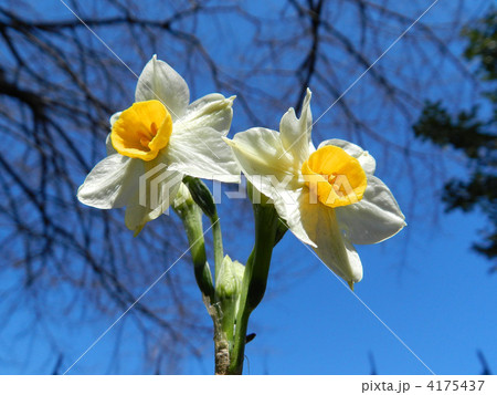 ニホンズイセン(日本水仙) ニホンズイセン(日本水仙) 4175437