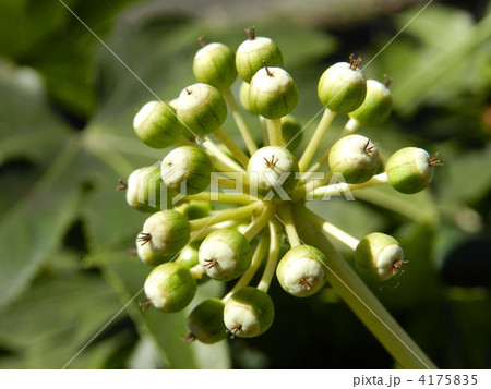 ヤツデの実 4175835