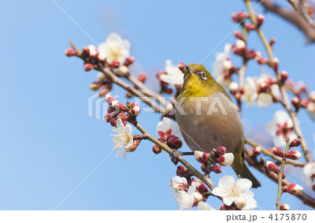 梅に映えるメジロ 4175870
