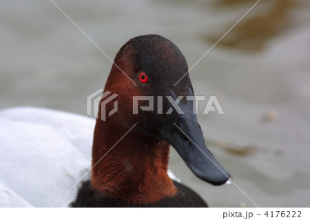 オオホシハジロ オオホシハジロ 4176222